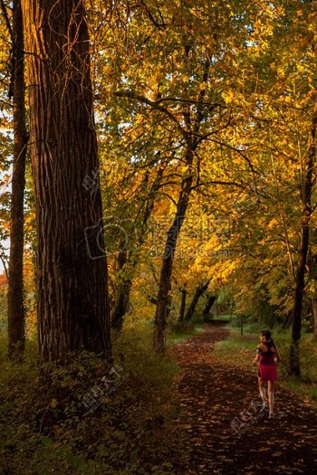 秋季的树林道路