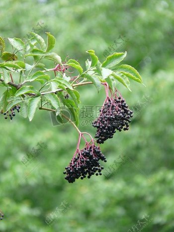 树枝上的黑色浆果