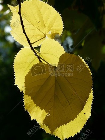 阳光下的黄树叶