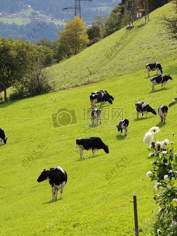 绿油油的草地上的牛羊