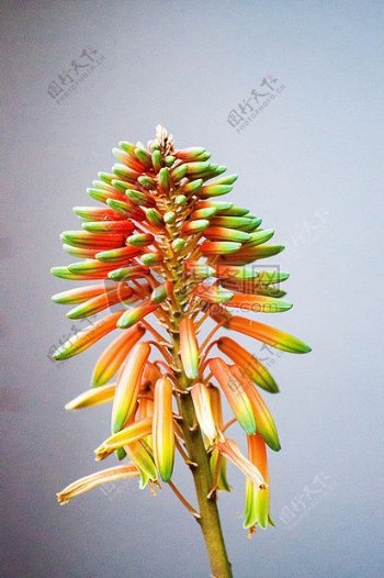 一株美丽的彩色植物