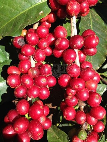 咖啡樱桃种植园