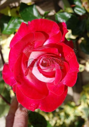 盛开的红色玫瑰