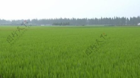 现代农业农田水稻绿色