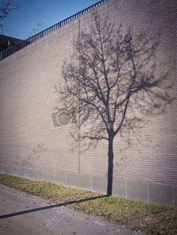 墙树的影子砖
