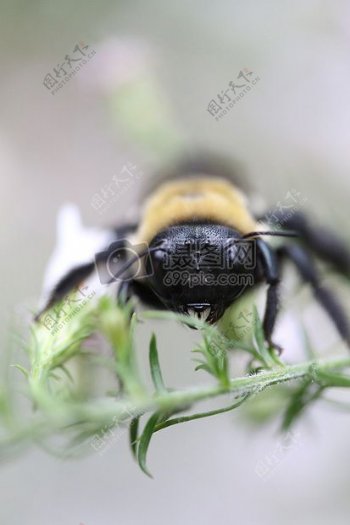 蜜蜂大黄蜂昆虫特写镜头