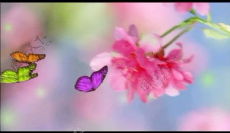 花朵蝴蝶实拍视频