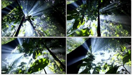 森林场景视频素材