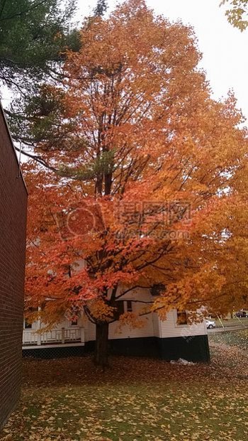叶子树秋天橙色