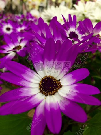 自然花紫植物春天丰富多彩开花开花植物雏菊紫关闭