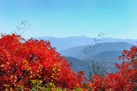 山西陵川红叶风景