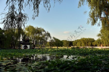 北京陶然亭风景