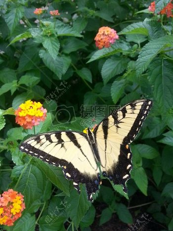 蝴蝶在花园