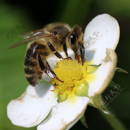 蜜蜂在白色的花