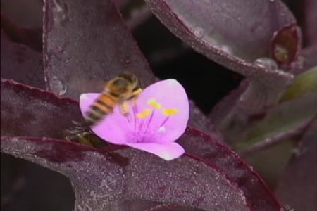 蜜蜂饲养股票视频视频免费下载