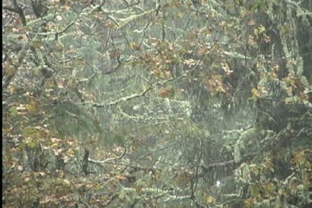 在深秋的树林1股票视频大雨视频免费下载