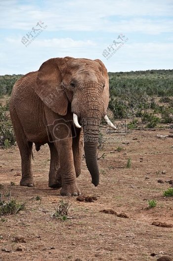 行走中的大象