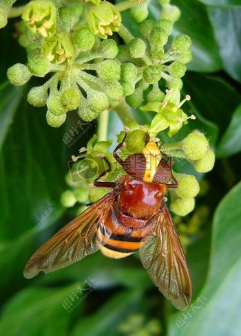 大黄蜂模拟Hoverfly