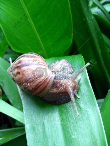 休息中的蜗牛