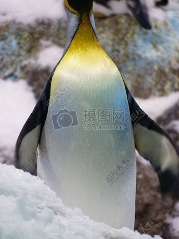 兴致昂扬的企鹅