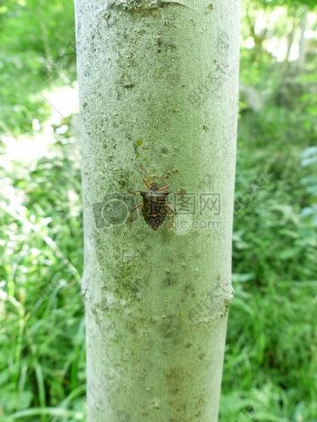 红腿树Bug