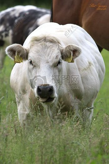 草地里的奶牛