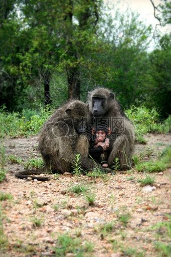 两只猩猩和宝宝