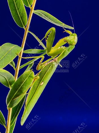 树枝上的绿螳螂