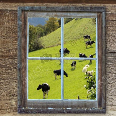 窗户外的奶牛群