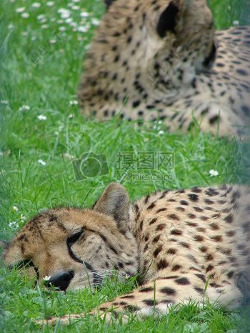 草地上休憩的猎豹