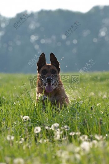 草丛里的玛利诺犬