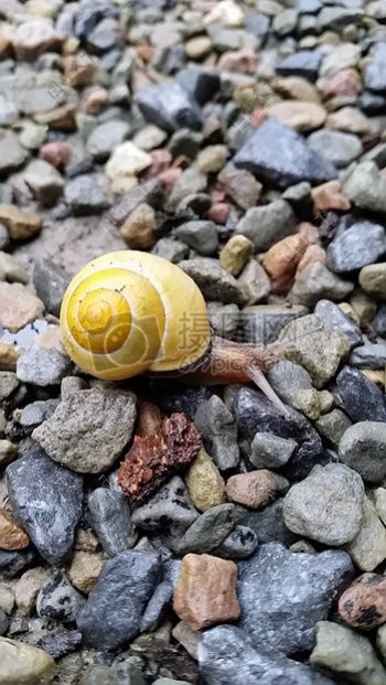 砂石上的蜗牛