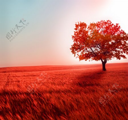 红色树和红色麦田图片