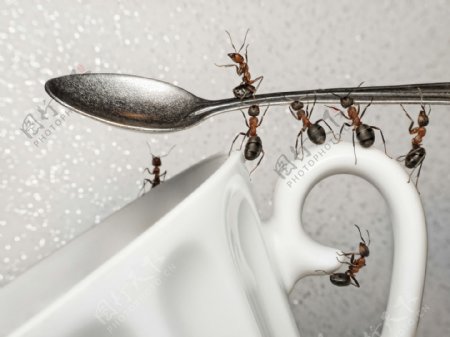 抬着勺子的蚂蚁图片