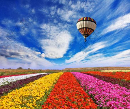 美丽鲜花与热气球图片