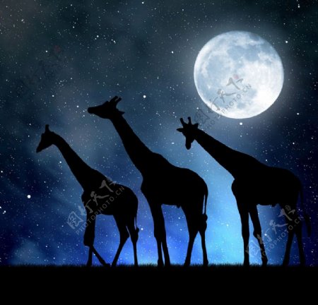 夜空下的长颈鹿图片