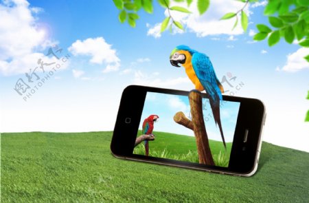 鹦鹉与智能手机