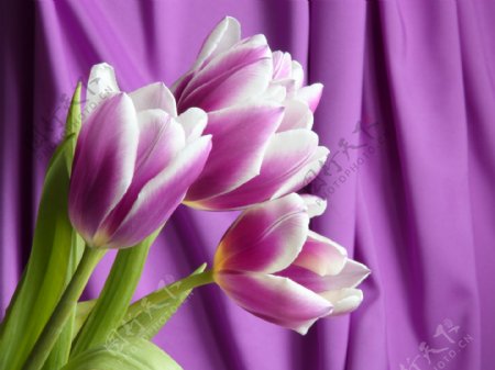 紫色背景与花朵图片