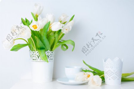 花盆里的白色郁金香图片