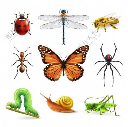 9种精美昆虫设计矢量素材
