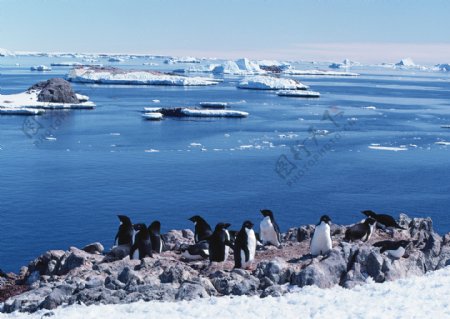 南极企鹅摄影图片