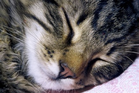 睡觉的小猫摄影图片