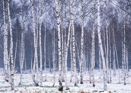 冬天美丽树林风景图片