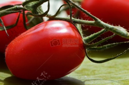 一串成熟的番茄