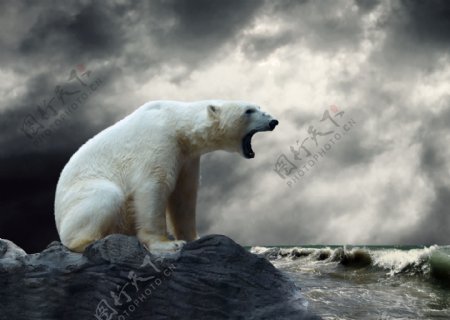北极熊摄影素材图片