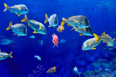 海底世界鱼群摄影图片图片