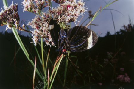 花朵上的昆虫图片