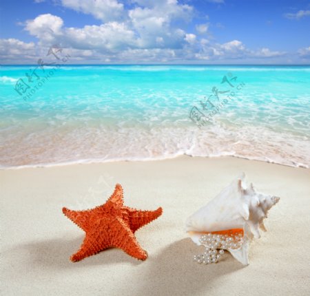沙滩上的贝壳与海星图片