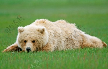 草地上的北极熊图片