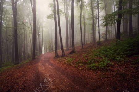 雾中树林小路图片